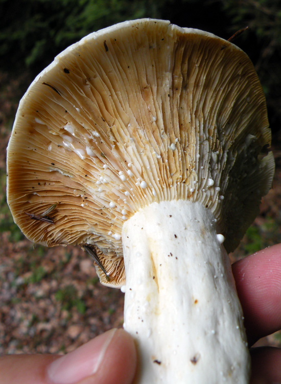 Due Lactarius biancastri